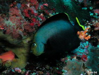 Black velvet Angelfish - Chaetodontoplus melanosoma - Phantom-Kaiserfisch
