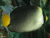 Vermiculated Angelfish - <em>Chaetodontoplus mesoleucus</em> - Mond-Kaiserfisch