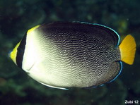 Vermiculated Angelfish - <em>Chaetodontoplus mesoleucus</em> - Mond-Kaiserfisch