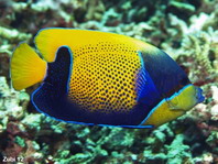 Blue-girdeled Angelfish - Pomacanthus navarchus - Traum-Kaiserfisch