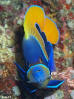 Blue-girdeled Angelfish - Pomacanthus navarchus - Traum-Kaiserfisch