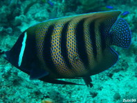 Six-banded angelfish - <em>Pomacanthus sexstriatus</em> - Sechsbinden Kaiserfisch