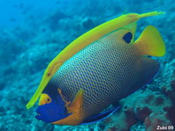 Yellow mask Angelfish and trumpetfish - Pomacanthus xanthometopon - Blaukopf-Kaiserfisch und Tropetenfisch