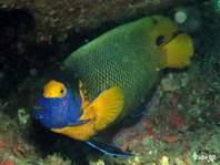 Yellow-mask Angelfish - <em>Pomacanthus xanthometopon</em> - Blaukopf-Kaiserfisch