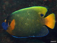 Yellow mask Angelfish - <em>Pomacanthus xanthometopon</em> - Blaukopf-Kaiserfisch