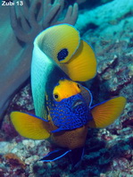 Yellow mask Angelfish - <em>Pomacanthus xanthometopon</em> - Blaukopf-Kaiserfisch
