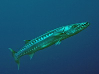 Yellowtail Barracuda - Sphyraena flavicauda - Gelbschwanz Barrakuda