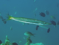 Yellowtail Barracuda - <em>Sphyraena flavicauda</em> - Gelbschwanz Barrakuda