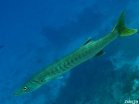 Pelican Barracuda - Sphyraena idiastes - Pelikan Barracuda 