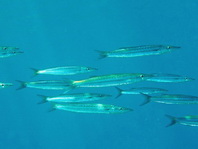 Obtuse Barracuda - Sphyraena obtusata - Stumpfe Barracuda