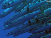 Blackfin Barracuda - Sphyraena qenie - Dunkelflossen Barrakuda