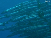 Blackfin Barracuda - <em>Sphyraena qenie</em> - Dunkelflossen Barrakuda