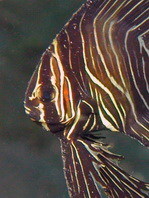 Head of Zebra Batfish - <em>Platax batavianus</em> - Kopf Jungtier Buckelkopf Fledermausfisch