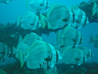 Hump-headed Spadefish (Batfish) - Platax batavianus - Buckelkopf Fledermausfisch