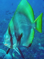 Hump-headed Spadefish (Batfish) - <em>Platax batavianus</em> - Buckelkopf Fledermausfisch