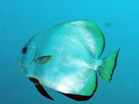Golden Batfish (Spadefish) - Platax boersii - Goldener Fledermausfisch