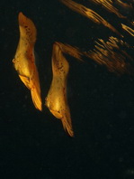 Like a leaf: juv. Circular Batfish - <em>Platax orbicularis</em> - Wie ein Blatt: Rundkopf Fledermausfisch Jungtier
