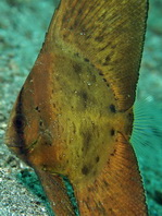 Juvenile Circular Batfish - <em>Platax orbicularis</em> - Rundkopf Fledermausfisch Jungtier