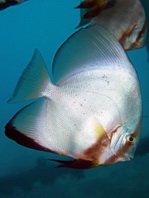 Circular Batfish (Spadefish) - Platax orbicularis - Rundkopf Fledermausfisch