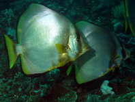 Pinnate Batfish - <em>Platax pinnatus</em> - Spitzmaul Fledermausfisch