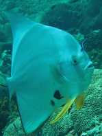 Longfin Batfish - <em>Platax teira</em> - Langflossen Fledermausfisch