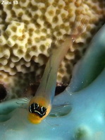Bluebelly Blenny	- Ecsenius caeruliventris - Blaubauch Kammzahnschleimfisch