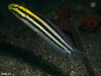 Shorthead Fangblenny - <em>Petroscirtes breviceps</em> - Kurzkopf-Säbelzahnschleimfisch