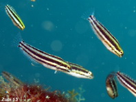 Varabable Fangblenny - Petroscirtes variabilis - Variabler Säbelzahnschleimfisch