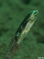 Fangblenny - Plagiotremus sp. - Säbelzahnschleimfisch