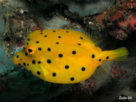 Juvenile Yellow Boxfish - <em>Ostracion cubicus</em> - Jungtier Gelbbrauner Kofferfisch
