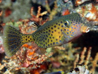 Bluetail Boxfish (Trunkfish) - Ostracion cyanurus - Arabischer Kofferfisch