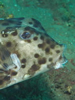 Shortnose Boxfish - <em>Rhynchostracion nasus</em> - Nasen Kofferfisch