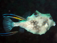 Humpback Turretfish (Boxfish) - <em>Tetrosomus gibbosus</em> - Pyramiden-Kofferfisch