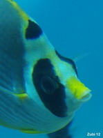 Panda Butterflyfish - <em>Chaetodon adiergastos</em> - Panda-Falterfisch