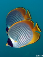 Panda Butterflyfish - Chaetodon adiergastos - Panda-Falterfisch