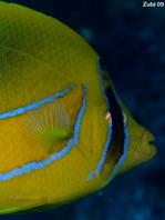 Eclipse Butterflyfish - Chaetodon bennetti - Bennetts Falterfisch