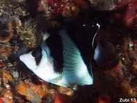 Burgess Butterflyfish - Chaetodon burgessi - Burgess Falterfisch