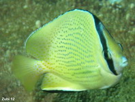 Speckled Butterflyfish - Chaetodon citrinellus - Punktierter Falterfisch