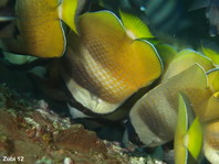 Blacklip Butterflyfish - <em>Chaetodon kleinii</em> - Kleins Falterfisch