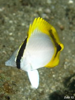 Juvenile Lined Butterflyfish - <em>Chaetodon lineolatus</em> - Jungtier Gestreifter Falterfisch