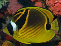 Racoon Butterflyfish - Chaetodon lunula - Mondsichel-Falterfisch