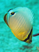 Redfin Butterflyfish - Chaetodon lunulatus - Rotschwanz Falterfisch