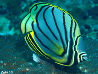 Meyer's Butterflyfish - <em>Chaetodon meyeri</em> - Schwarzstreifen-Falterfisch