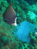 Black-spotted Butterflyfish - <em>Chaetodon nigropunctatus</em> - Schwarzpunkt Falterfisch