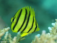 Juvenile Eight-banded Butterflyfish - Chaetodon octofascinatus - Jungtier Achtbinden-Falterfisch