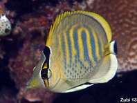 Spot-banded Butterflyfish - Chaetodon punctatofasciatus - Punktstreifen Falterfisch