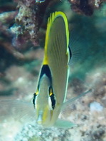 Spot-banded Butterflyfish - <em>Chaetodon punctatofasciatus</em> - Punktstreifen Falterfisch