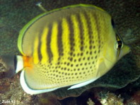 Spot-banded Butterflyfish - <em>Chaetodon punctatofasciatus</em> - Punktstreifen Falterfisch