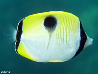 Teardrop Butterflyfish - Chaetodon unimaculatus - Tränen-Falterfisch