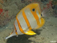 Beaked or Copperbanded Butterflyfish - Chelmon rostratus - Kupferstreifen Pinzettfisch 